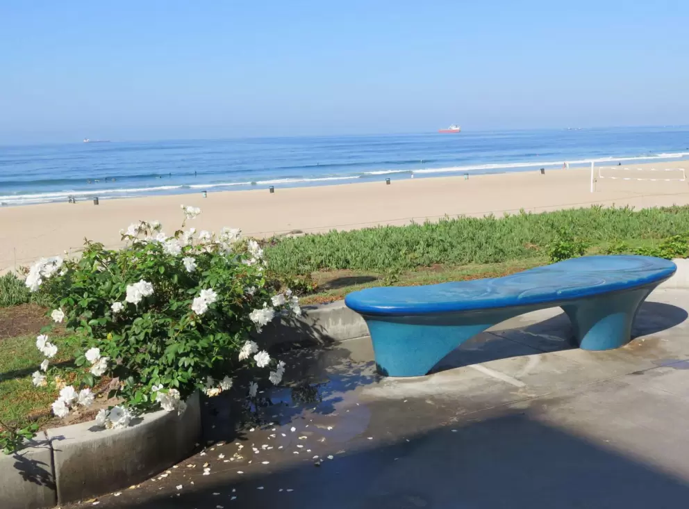 Blue bench and white roses. 