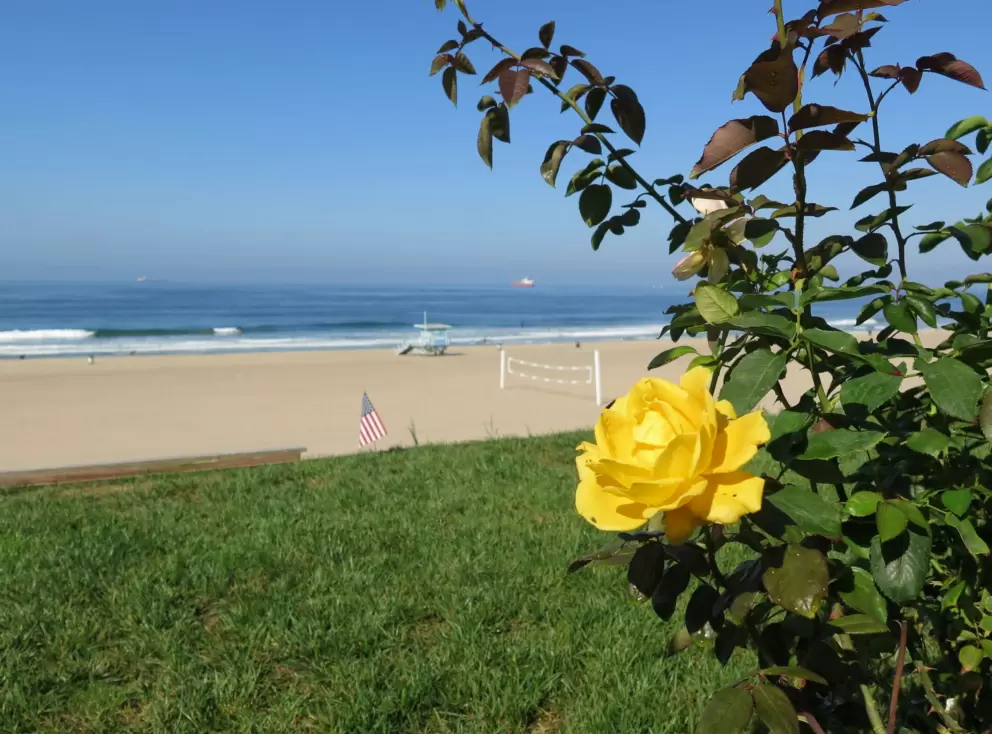 Yellow rose and the beach. 