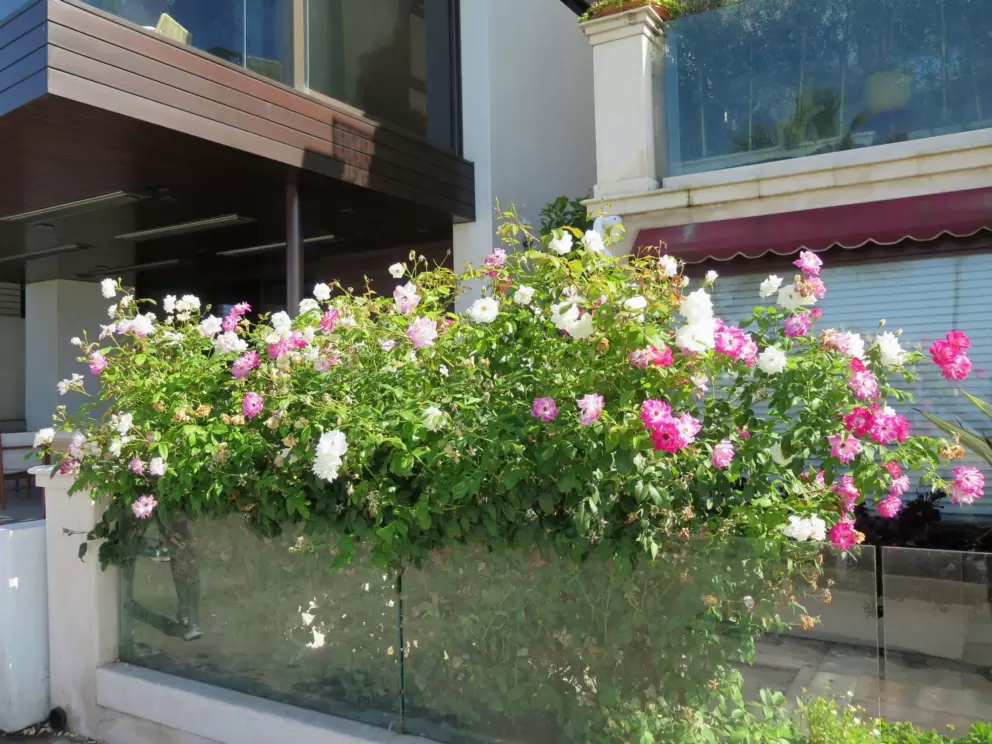 White and pink flowers galore. 