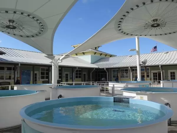 The turtle tanks with shade canopies. 