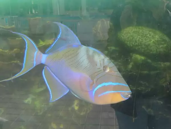 Glowing fish in an outdoor tank. 