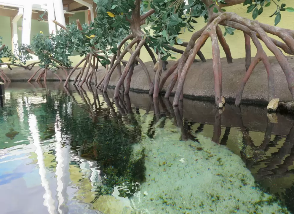 Mangrove tank. 