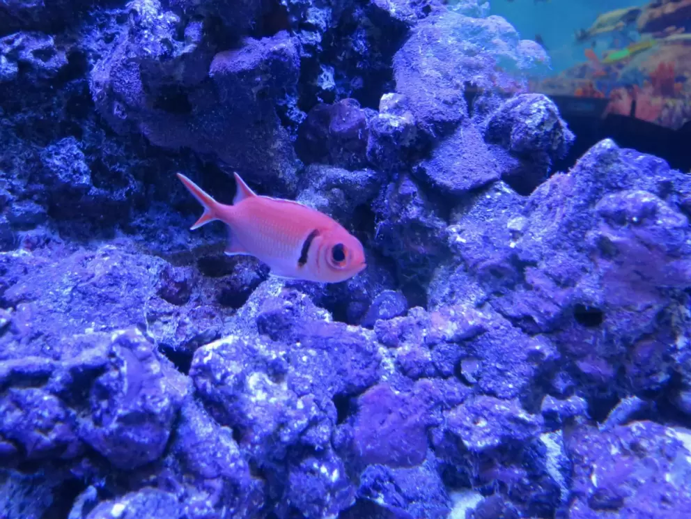 Orange-pink fish. 