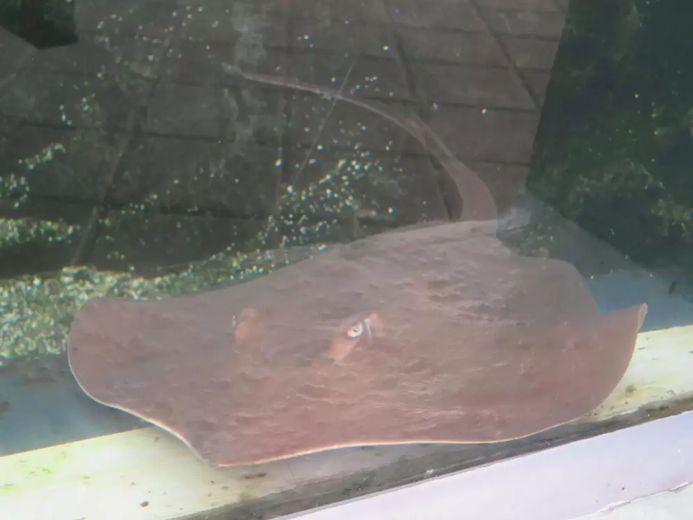 Ray in an outdoor tank. 