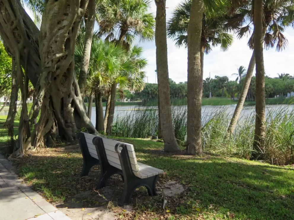 Bench by a banyan tree. 