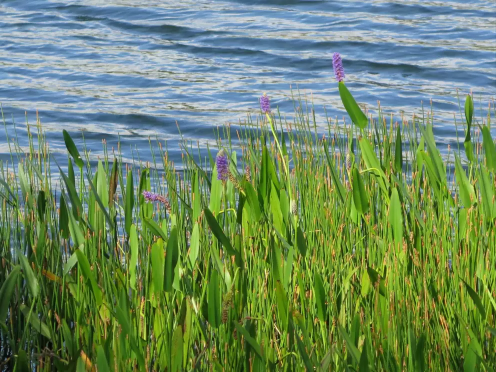Purple flowers on the bank of the lake. 