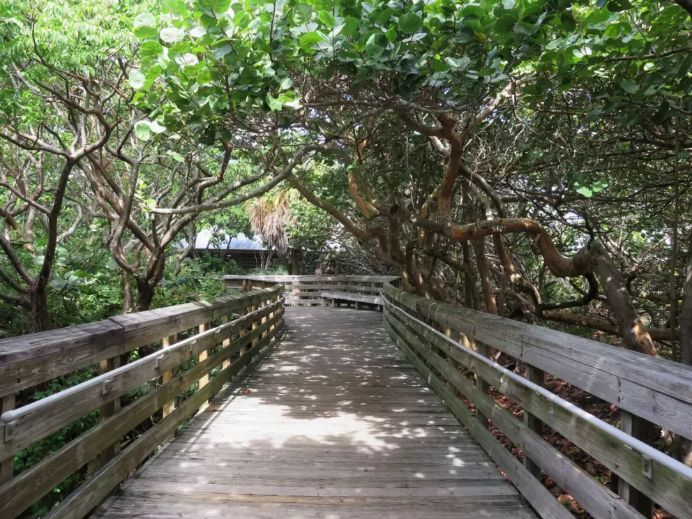 Shady boardwalk with twisty trees. 