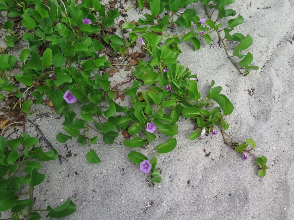 Creeping vines on the sand. 