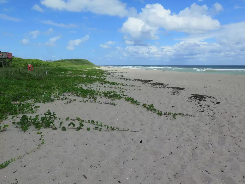 Vines on the beach. 