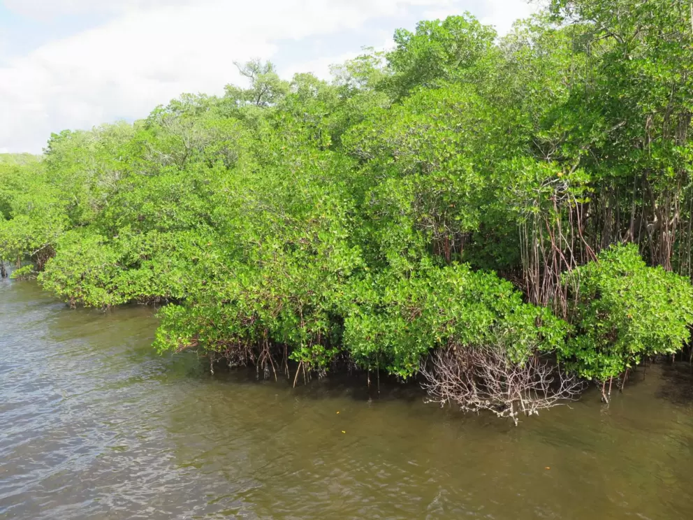 Mangroves. 