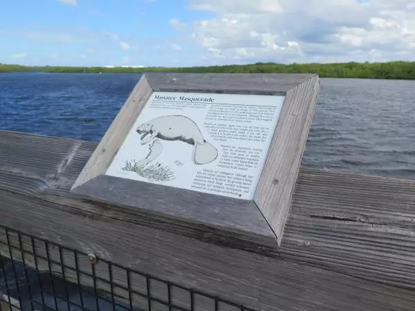 Manatees' closest relatives are elephants. They weigh 1000 pounds and feed on submerged vegetation. Don't use pesticides and herbicides or you kill their food!