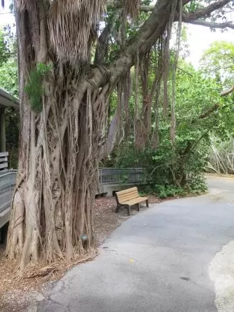 Banyan tree. 