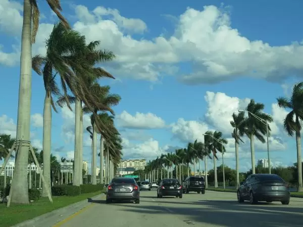 Driving to The Square, you pass rows of palms on Okeechobee Blvd. 