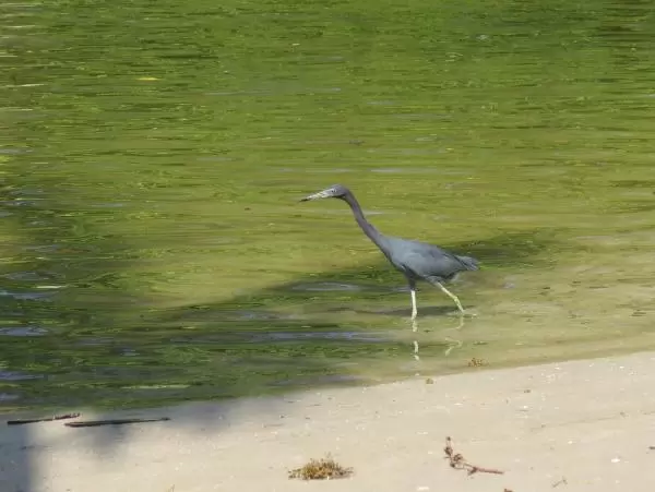 Sometimes the water is pea soup- at those times, do not swim or wade!