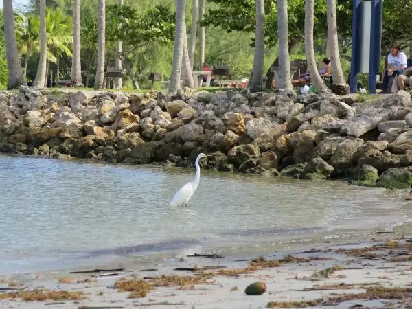 A visitor checks out the snowy egret. 