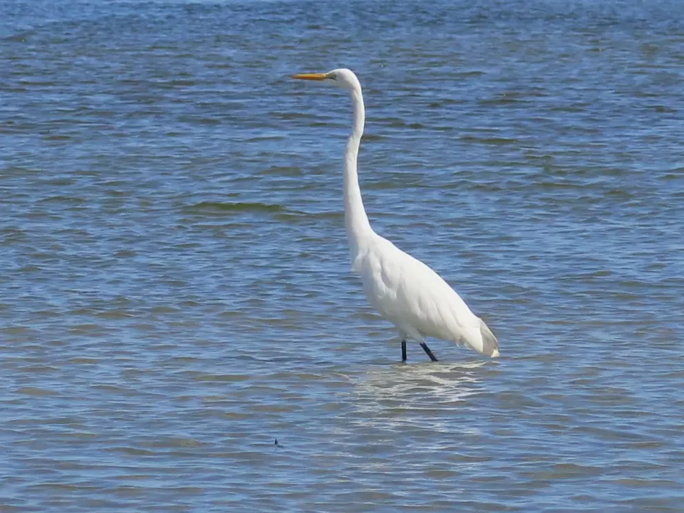 I love how egrets look so alert. 