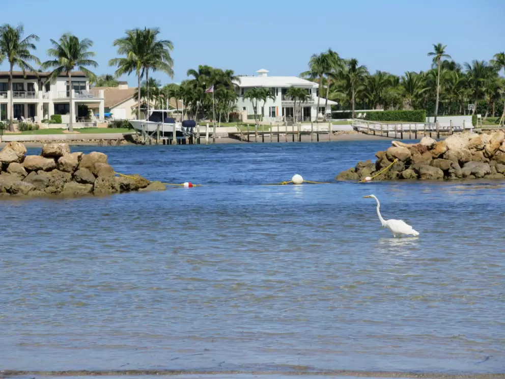 An egret busy at work, with beach houses behind. 