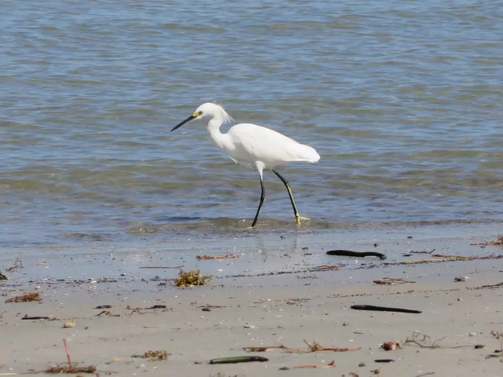 I love this bird walking along the shore. 