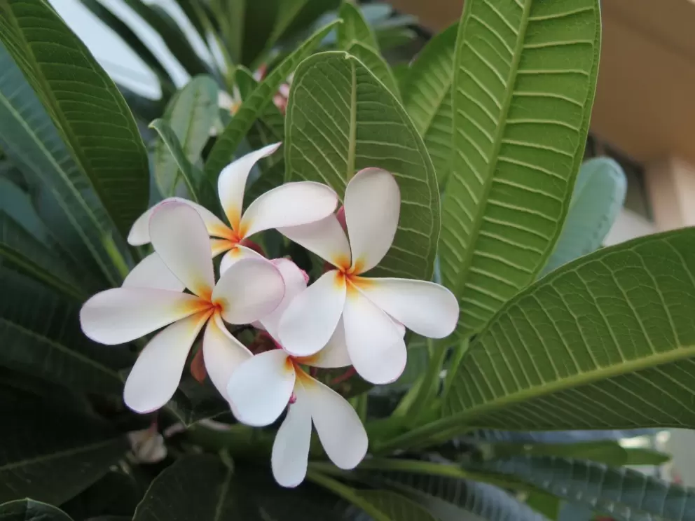 Plumeria tree. 
