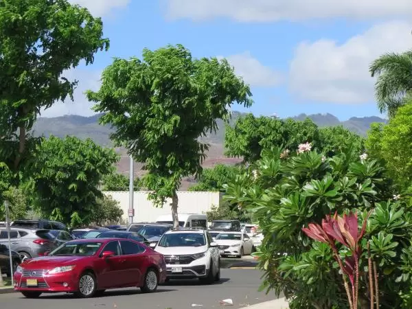 Flowering trees and mountain views in the parking lot. 