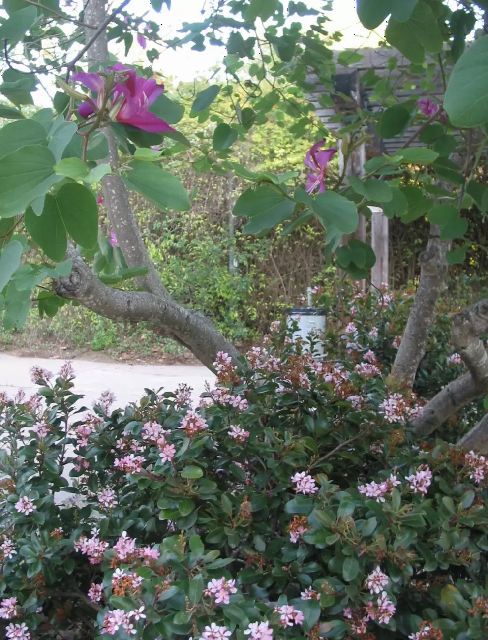 Flowering trees at the upper area.