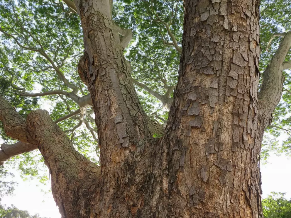 Mr. Tree is very beautiful. 