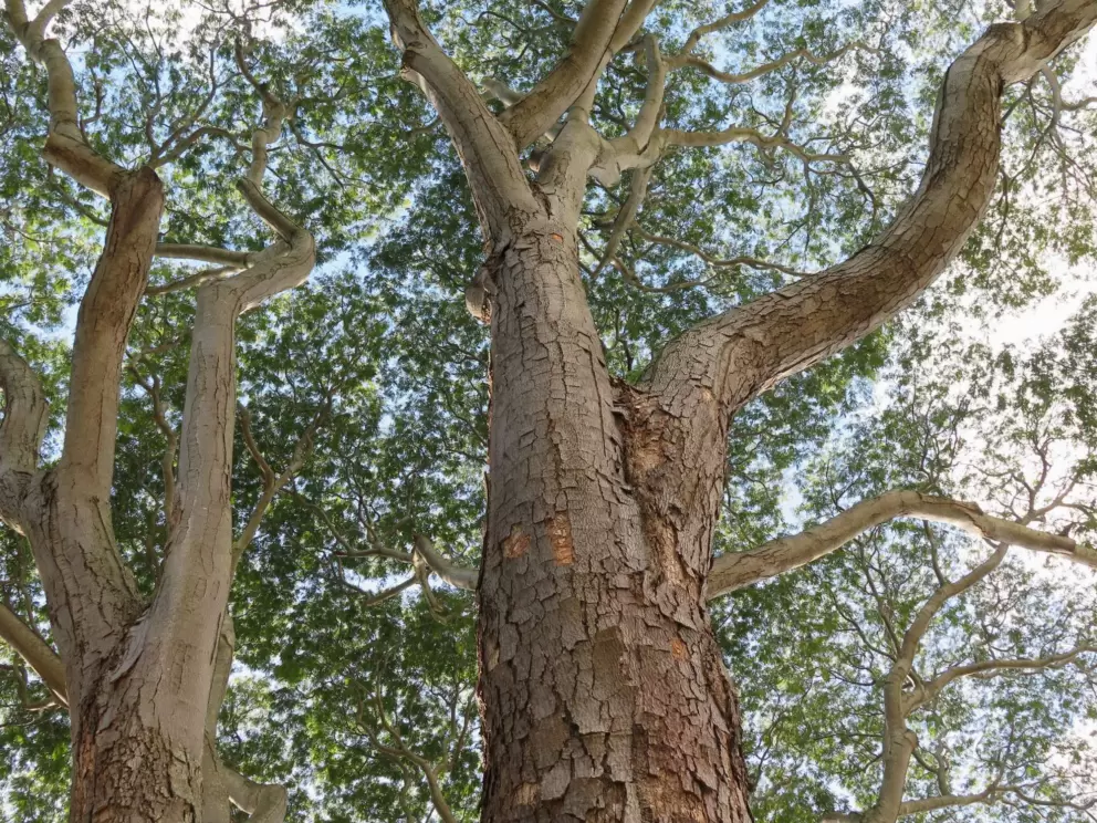 Kids adore Mr. Tree, the giant tree. 