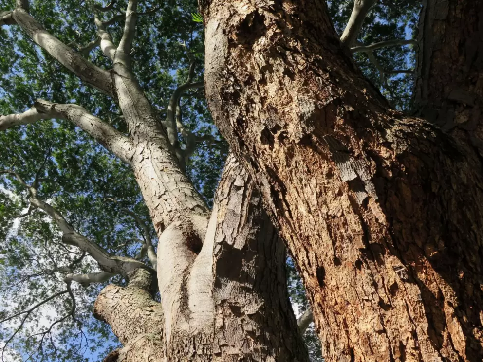 Giant tree that we named Mr. Tree. 