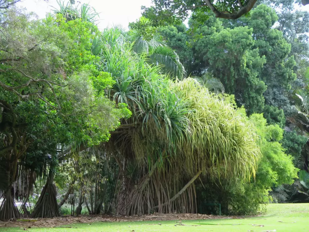 Pandanus palms. 
