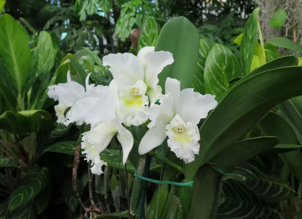 White orchid. 