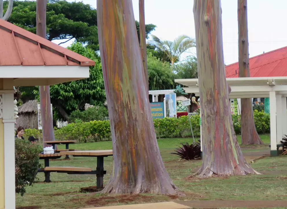 Rainbow eucalyptus. 