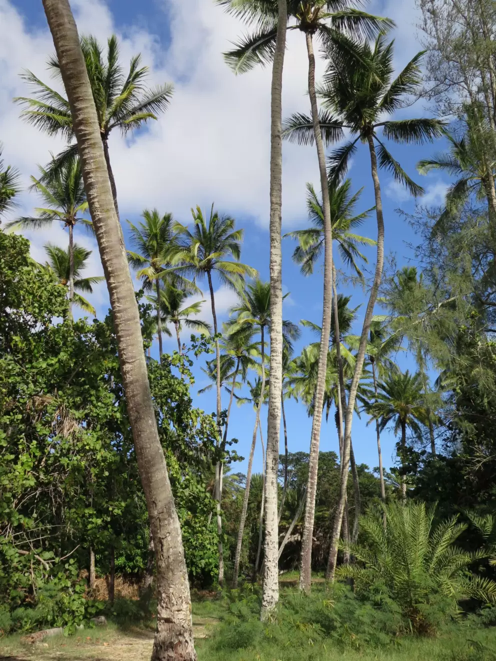 Skinny palms that look so tropical!