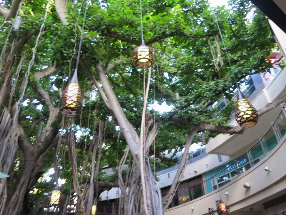 Lanterns in the banyan tree!