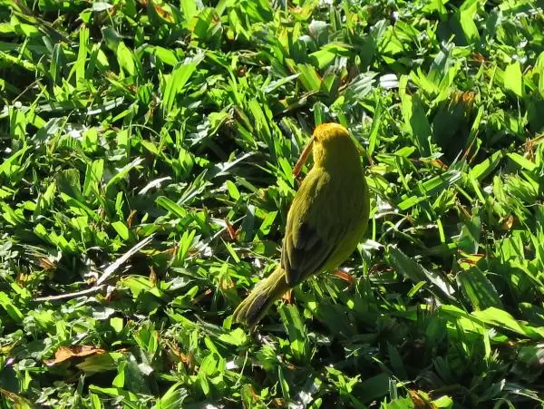 Little yellow green bird. 