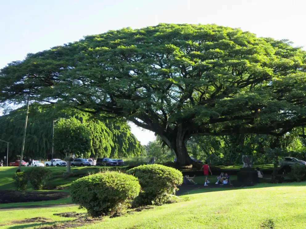 Huge tree. 