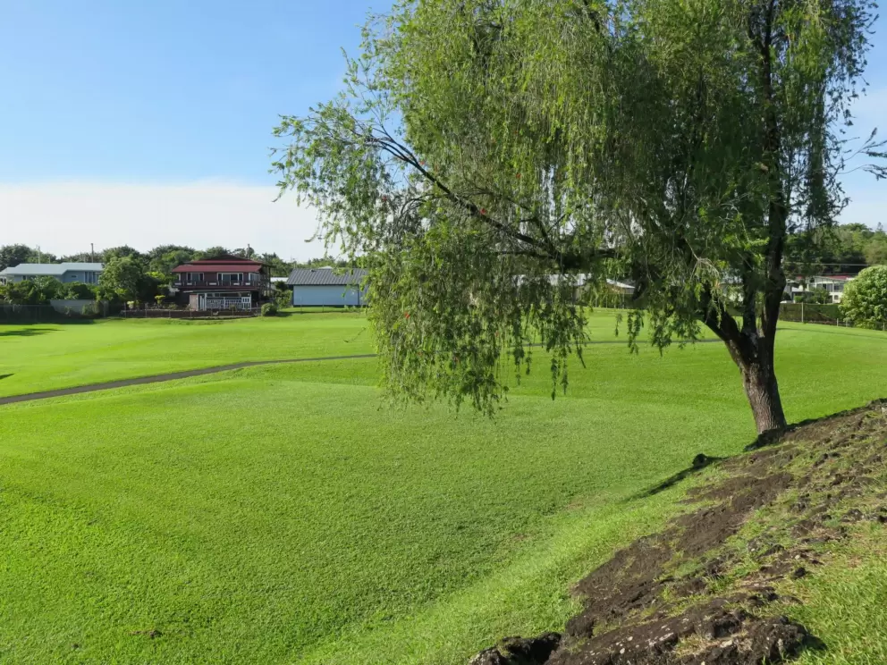 A tree on the side of the hill. 