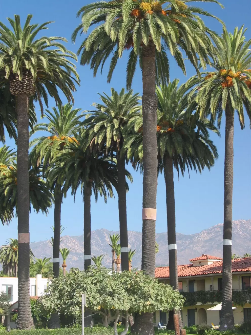 The wonderful palms and mountain views.