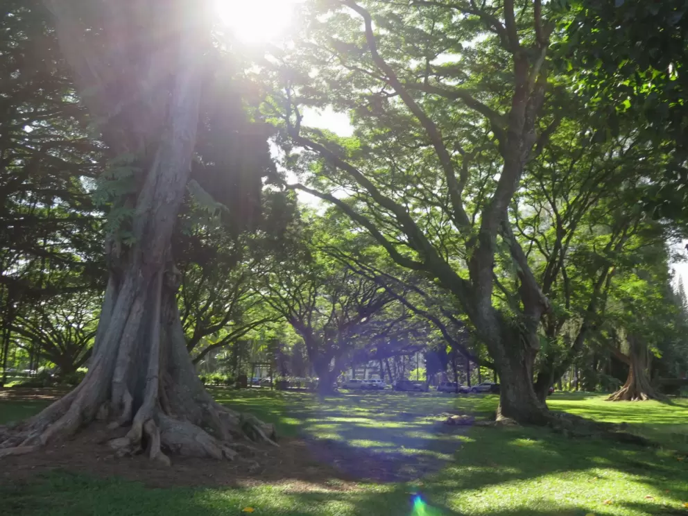 Trees galore. 