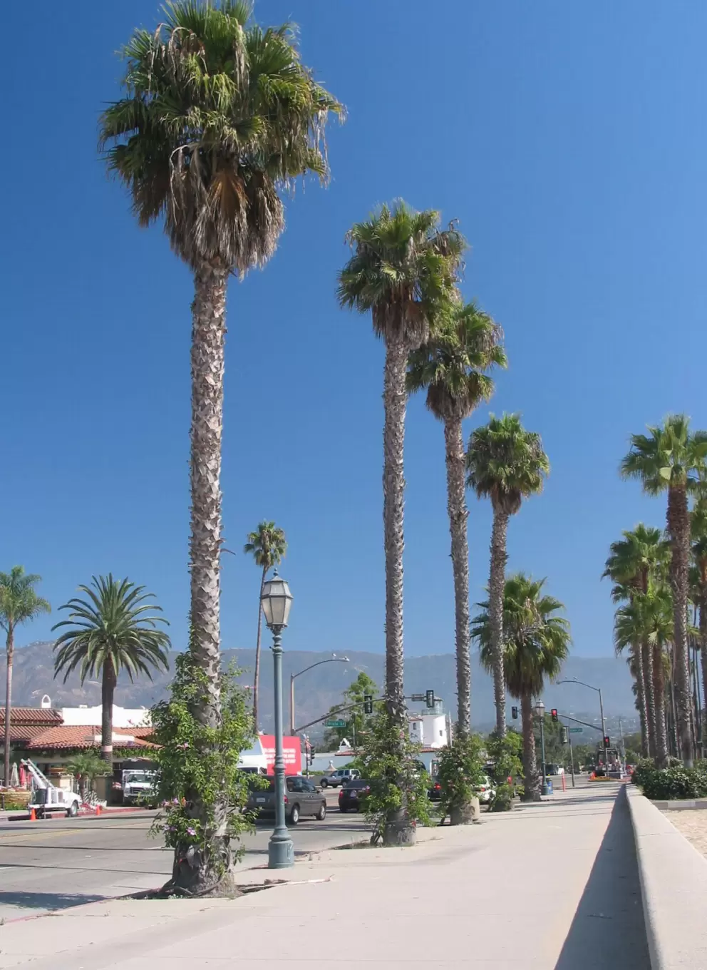 Rows of sky-high palms and old-fashioned streetlights.