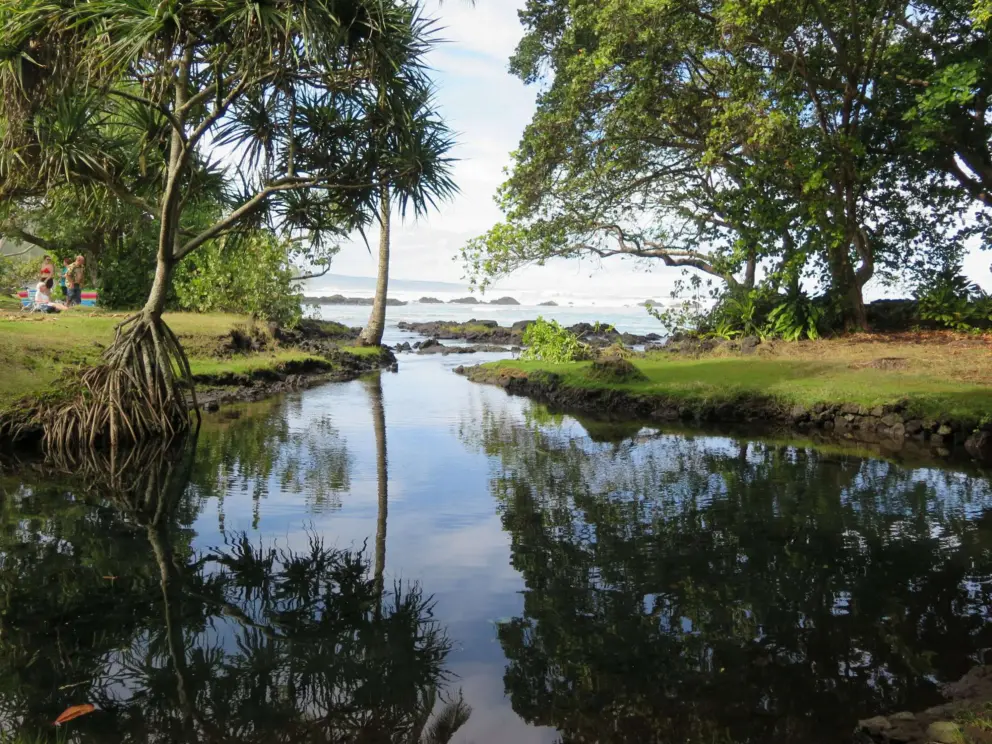 The serene water and pandanus tree. 