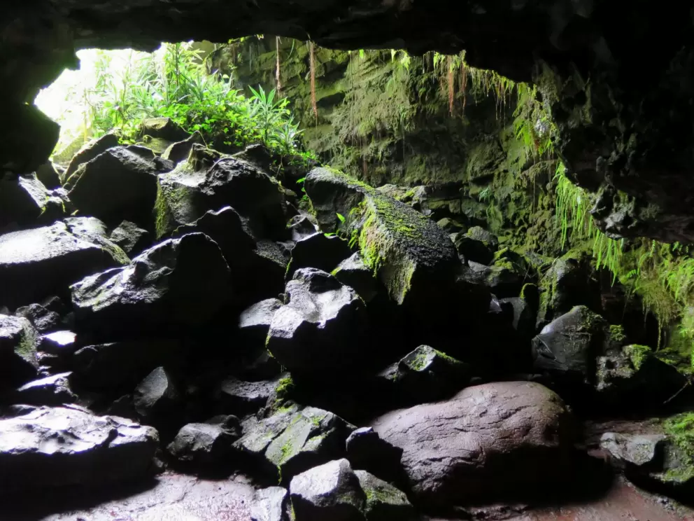 Fern-covered wall and mossy rocks. 