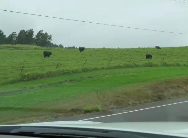 Cows in a pasture in Waimea. 