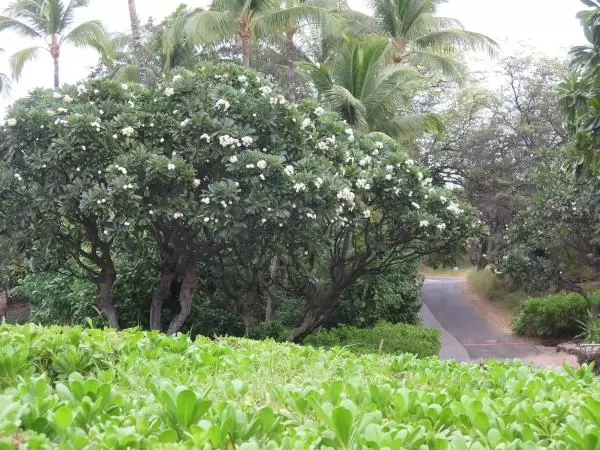 Plumeria tree on the path to the beach. 