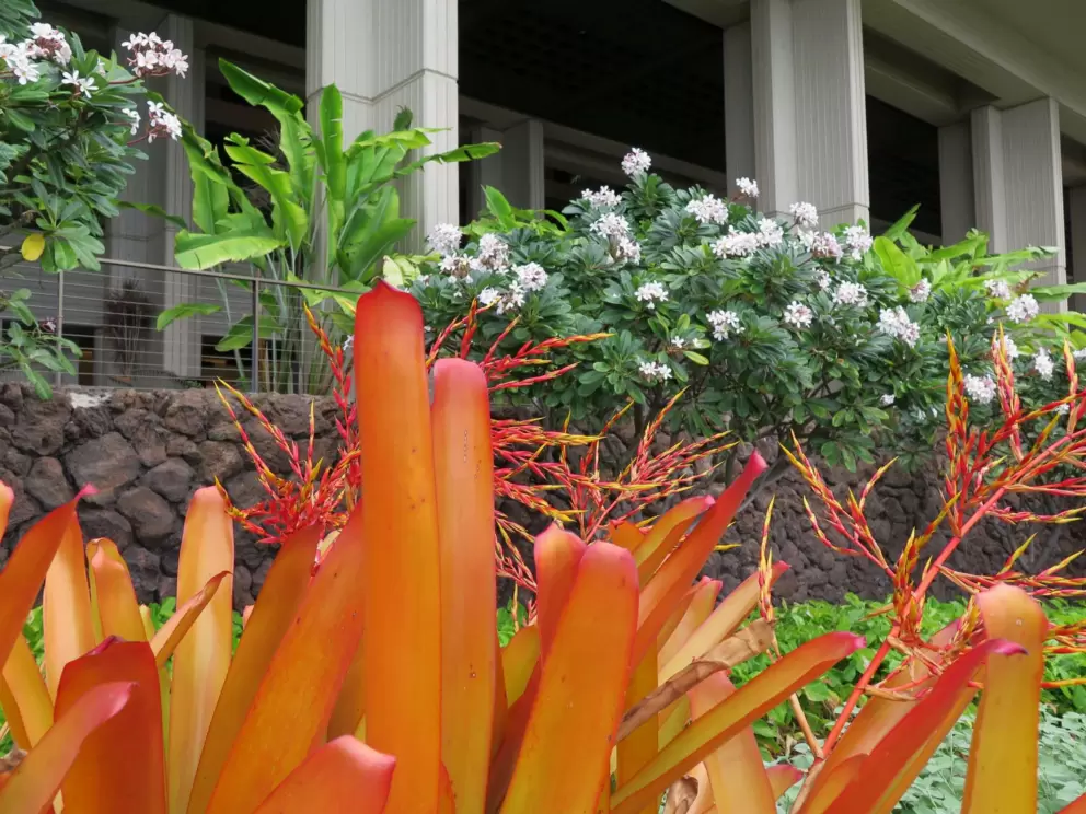 Brazillian coral plant, with plumeria trees in the background. 