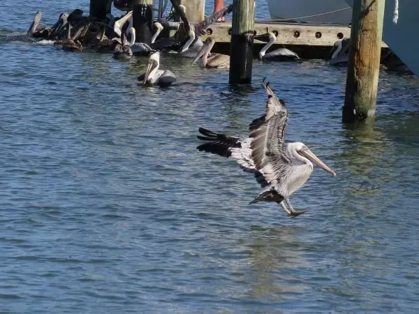 Pelicans are funny!