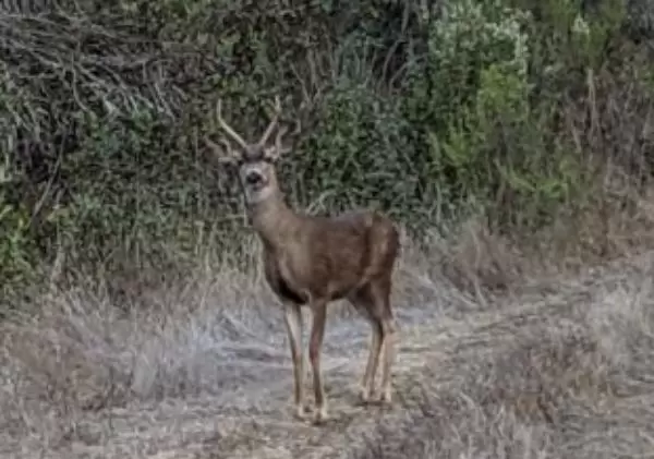 Deer on the hiking path at dusk. 