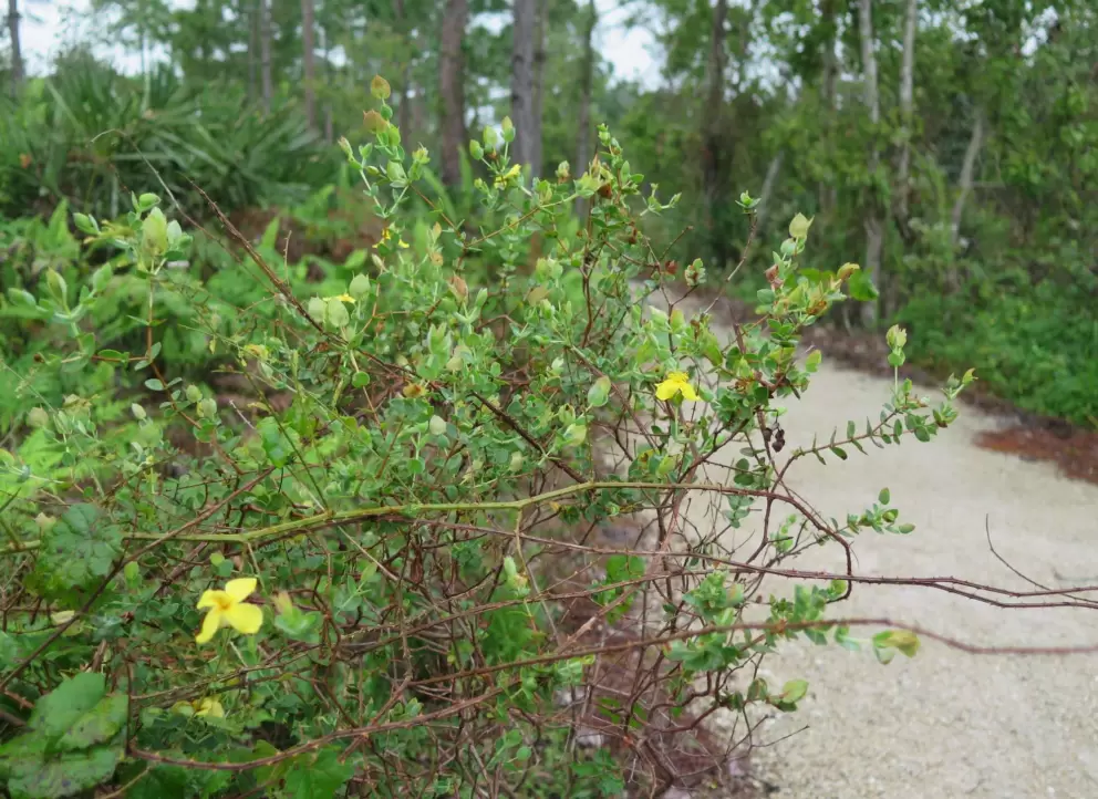 Yellow flowers along the trail. 