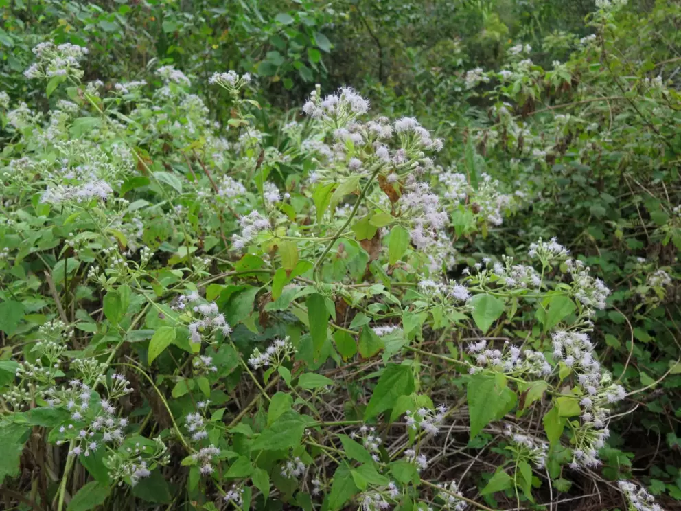 White fluffy flowers. 