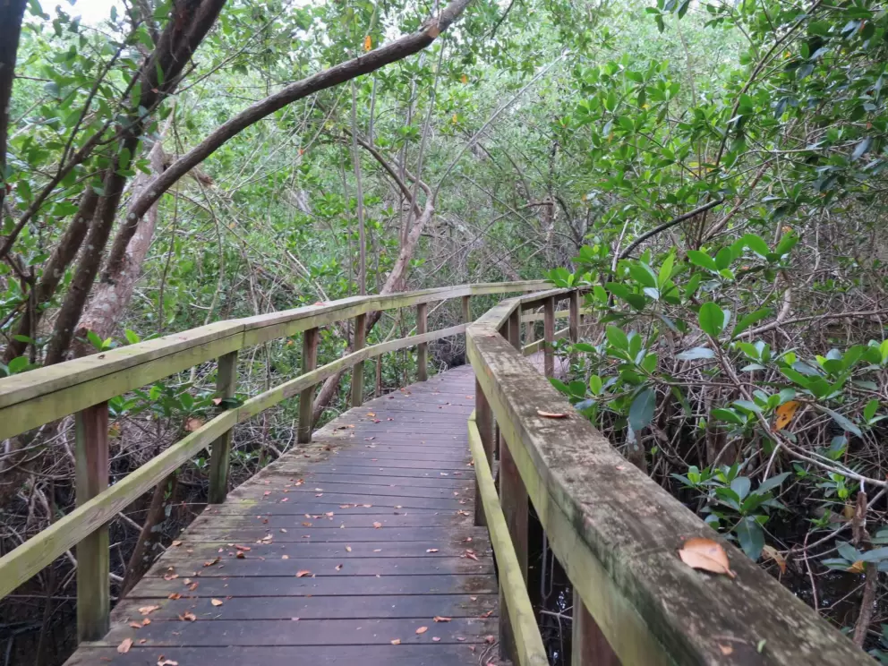 Wooden boardwalk with mossy rails. 