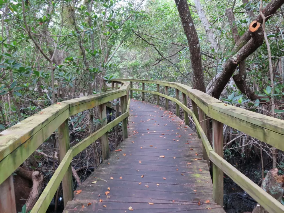 Wooden boardwalk through twisty trees. Lots of atmosphere!
